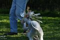 2010-10-03 Coursing-Training GE (32)